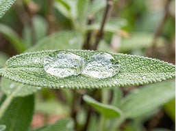 Panthenol + Hyaluronic Acid